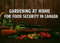 Producing Your Own Crops in Canada: A Guide to Food Security Gardening