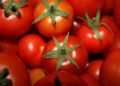 Three Easy Ways to Ripen Tomatoes in the House