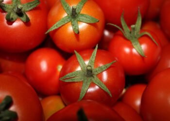 Three Easy Ways to Ripen Tomatoes in the House Three Easy Ways to Ripen Tomatoes in the House