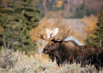 Moose Hunting Season in Ontario: What You Need to Know? Moose Hunting Season in Ontario: What You Need to Know?