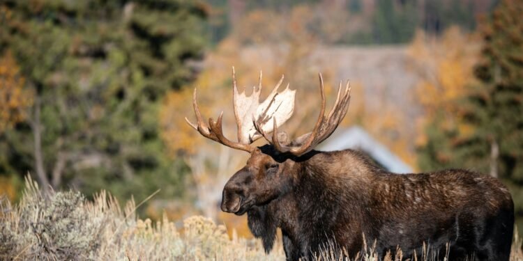 Moose Hunting Season in Ontario: What You Need to Know?