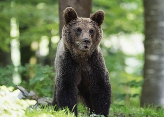 black bear hunting