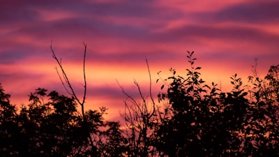 Yellow, pink, red and purple sunset behind a silhouette of trees. Extra dramatic from the wildfire smoke nearby