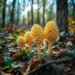 Morel Mushroom Hunting: Secrets from Canadian Experts Morel Mushroom Hunting: Secrets from Canadian Experts