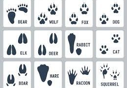 The Art of Tracking: How to Become a Skilled Hunter