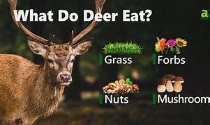 Whitetail Deer Nutrition