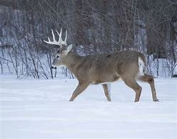 Winter Survival Strategies - Whitetail Deer Nutrition