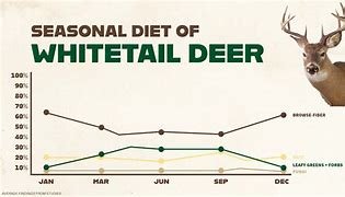 Whitetail Deer Nutrition