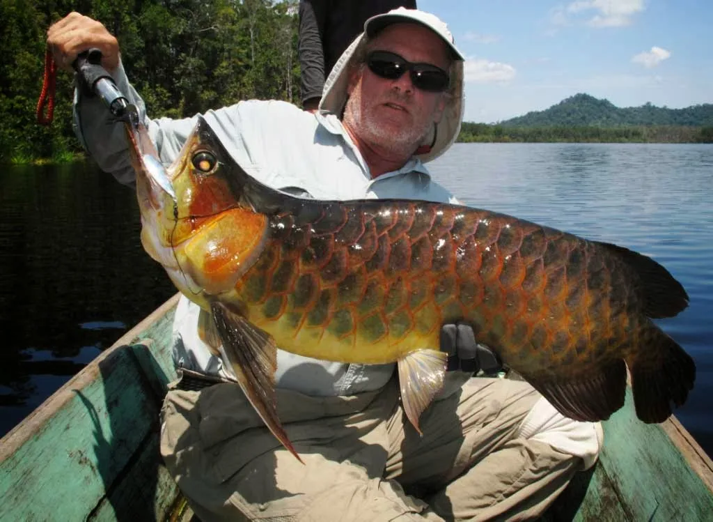 Arowana Fish Store