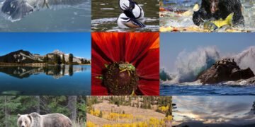 BC Hunting Synopsis 2025 – What Every Hunter Needs to Know