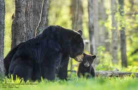 black-bear-hunting-controversy