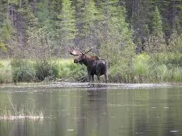 Moose hunting in Thunder Bay