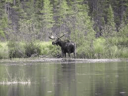 Moose hunting in Thunder Bay