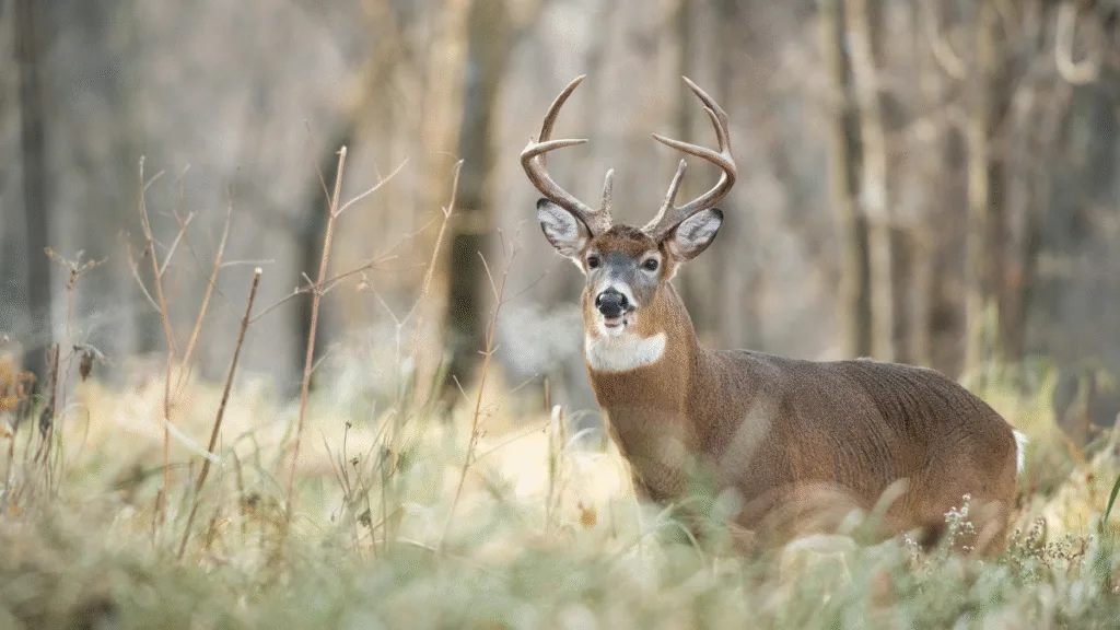 Fall Deer Hunting for Big Bucks