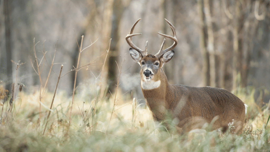 Fall Deer Hunting for Big Bucks