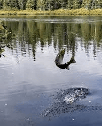 Best Fishing Trips in Canada 2025