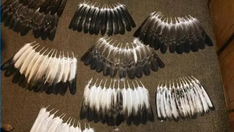 American fugitive charged with eagle poaching in Alberta