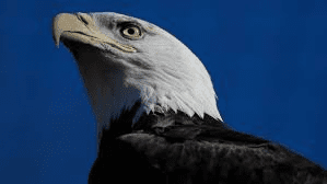 American fugitive charged with eagle poaching in Alberta
