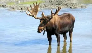 Moose in BC wilderness – BC Hunting Synopsis 2025