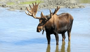 Moose in BC wilderness – BC Hunting Synopsis 2025