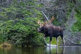Moose in northern BC forest – BC Hunting Synopsis 2025