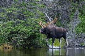 Moose in northern BC forest – BC Hunting Synopsis 2025