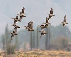 Ducks and geese flying over wetlands – BC Hunting Synopsis 2025