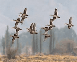 Ducks and geese flying over wetlands – BC Hunting Synopsis 2025