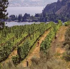 ๐ Vineyards perched above Okanagan and Kalamalka Lakes