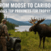 Moose Hunting Trips Canada: Premier Destinations & Guide Insights