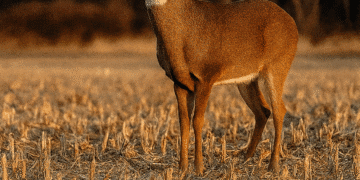 Manitoba Hunting Guide 2025: Seasons, Regulations, and Expert Insights