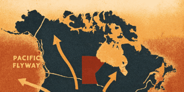 🦆 Manitoba Waterfowl Hunting Guide 2025