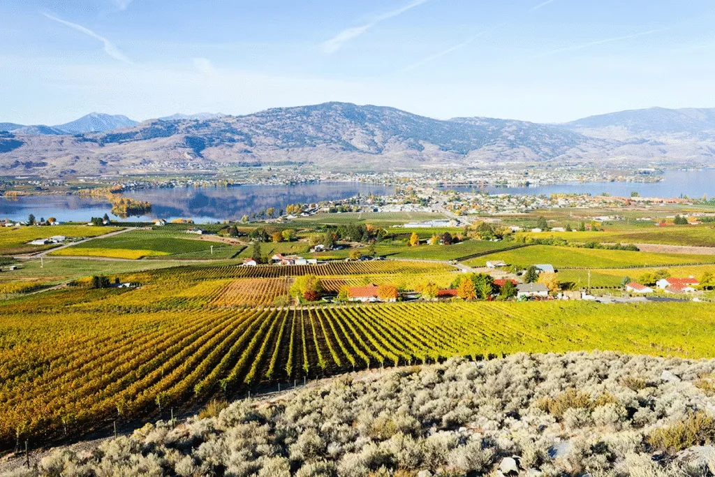 ๐ Vineyards perched above Okanagan and Kalamalka Lakes