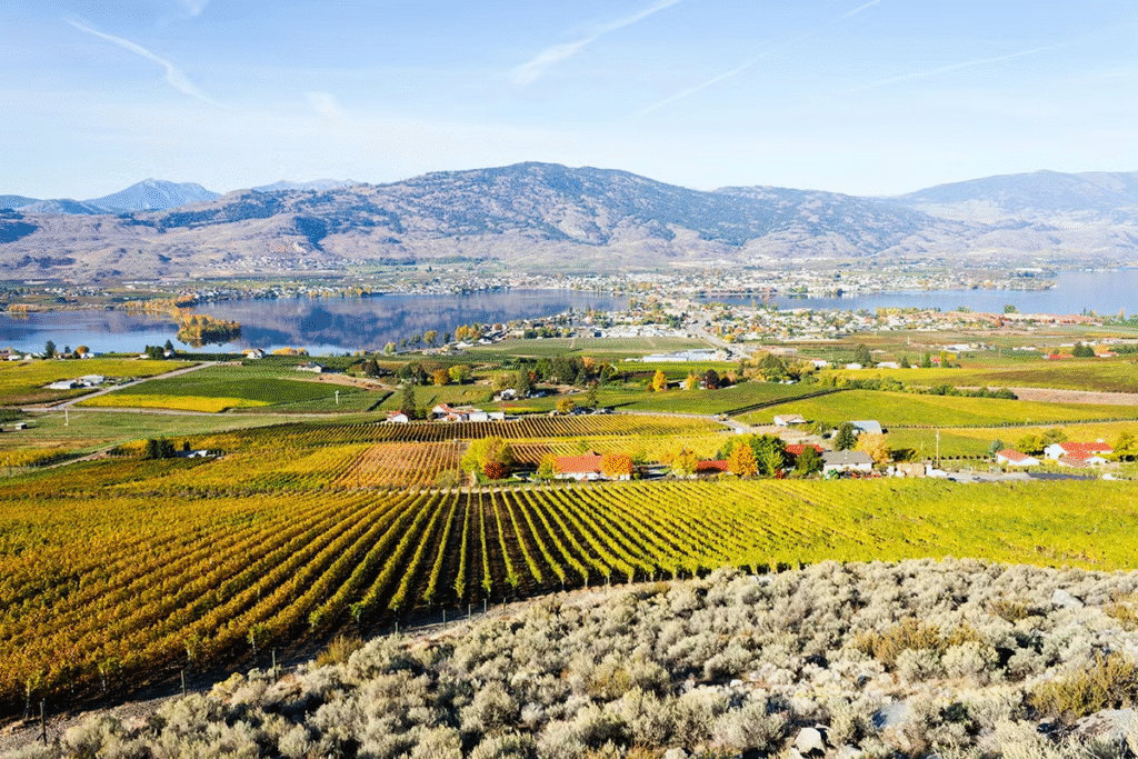 🍇 Vineyards perched above Okanagan and Kalamalka Lakes