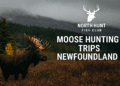 Moose Hunting Trips Newfoundland: Complete Guide & What to Expect