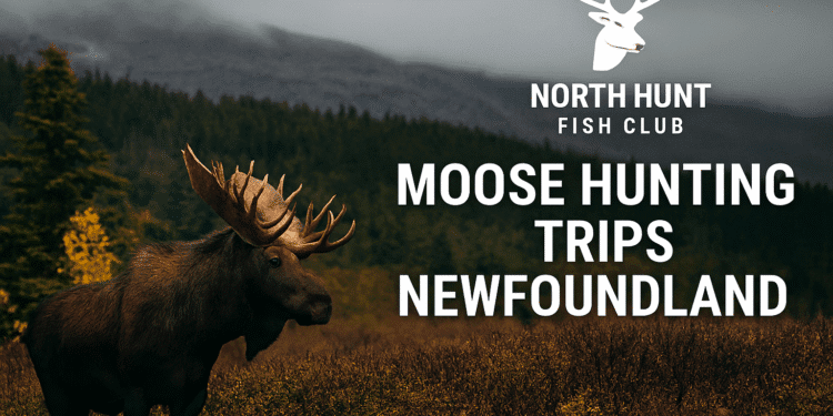 Moose Hunting Trips Newfoundland: Complete Guide & What to Expect Moose Hunting Trips Newfoundland: Complete Guide & What to Expect