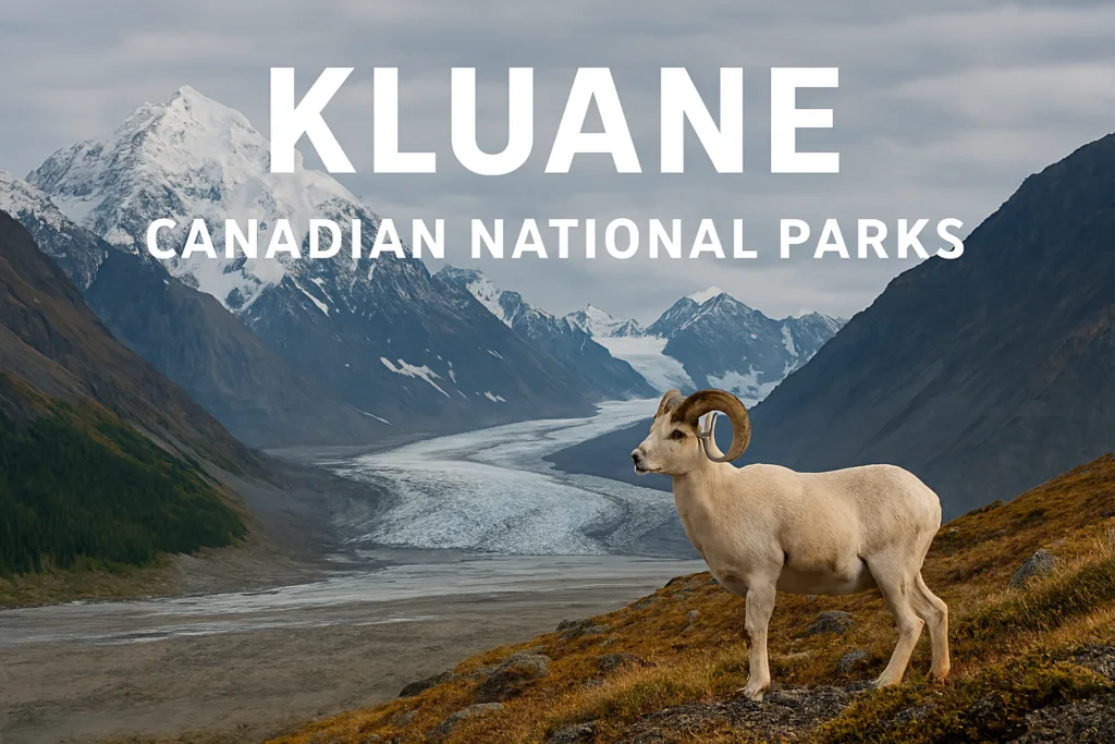 Dall sheep standing on alpine ridge with glaciers and Mount Logan in the background, showcasing the remote wilderness of Canadian National Parks.