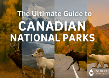 The Ultimate Guide to Canadian National Parks: A First-Person Journey Through the Wild The Ultimate Guide to Canadian National Parks: A First-Person Journey Through the Wild