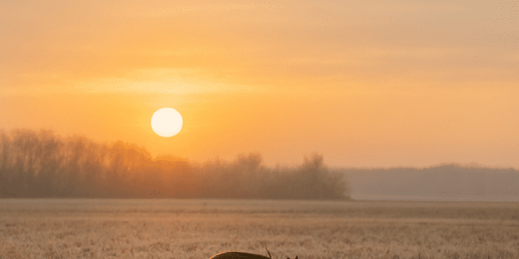 🐗 Wild Pigs Saskatchewan: Sightings, Maps, Risks & What Residents Need to Know