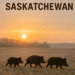 🐗 Wild Pigs Saskatchewan: Sightings, Maps, Risks & What Residents Need to Know