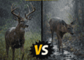 Do Deer Move in the Rain?